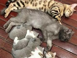Kucing Kalian Gemesin Kayak Deretan Foto Ini Nggak, Berani Diadu?