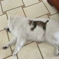 Kucing menjadi salah satu hewan yang menggemarska, seperti deretan foto berikut ini. Nah kira-kira kucing detikers di rumah lebih lucu dan imut nggak nih?