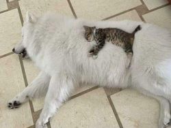 Kucing Kalian Gemesin Kayak Deretan Foto Ini Nggak, Berani Diadu?