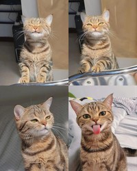 Kucing menjadi salah satu hewan yang menggemarska, seperti deretan foto berikut ini. Nah kira-kira kucing detikers di rumah lebih lucu dan imut nggak nih?