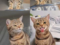 Kucing Kalian Gemesin Kayak Deretan Foto Ini Nggak, Berani Diadu?