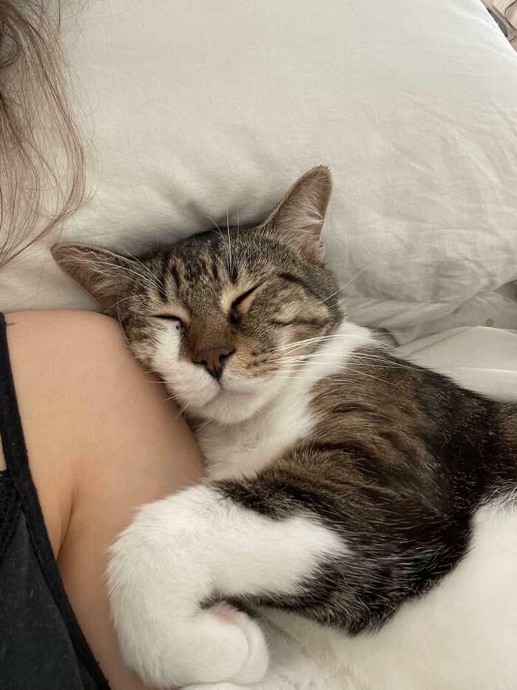 Kucing menjadi salah satu hewan yang menggemarska, seperti deretan foto berikut ini. Nah kira-kira kucing detikers di rumah lebih lucu dan imut nggak nih?