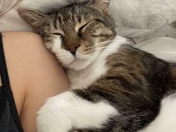 Kucing Kalian Gemesin Kayak Deretan Foto Ini Nggak, Berani Diadu?