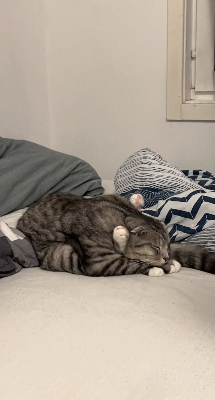 Kucing menjadi salah satu hewan yang menggemarska, seperti deretan foto berikut ini. Nah kira-kira kucing detikers di rumah lebih lucu dan imut nggak nih?