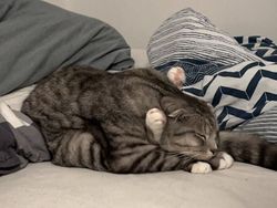 Kucing Kalian Gemesin Kayak Deretan Foto Ini Nggak, Berani Diadu?