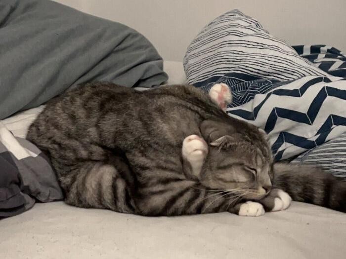 Kucing menjadi salah satu hewan yang menggemarska, seperti deretan foto berikut ini. Nah kira-kira kucing detikers di rumah lebih lucu dan imut nggak nih?