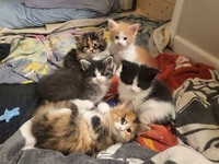 Kucing menjadi salah satu hewan yang menggemarska, seperti deretan foto berikut ini. Nah kira-kira kucing detikers di rumah lebih lucu dan imut nggak nih?