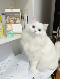 Kucing menjadi salah satu hewan yang menggemarska, seperti deretan foto berikut ini. Nah kira-kira kucing detikers di rumah lebih lucu dan imut nggak nih?