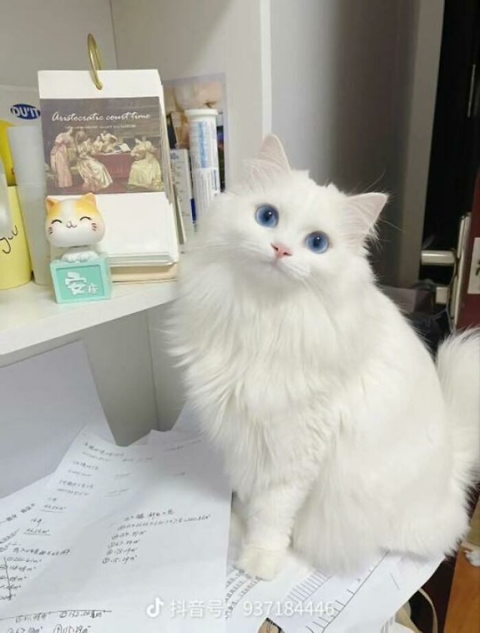 Kucing menjadi salah satu hewan yang menggemarska, seperti deretan foto berikut ini. Nah kira-kira kucing detikers di rumah lebih lucu dan imut nggak nih?