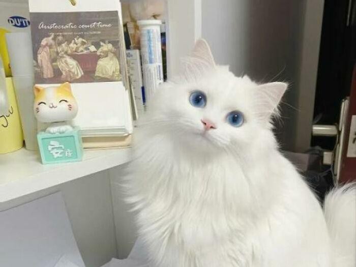 Kucing menjadi salah satu hewan yang menggemarska, seperti deretan foto berikut ini. Nah kira-kira kucing detikers di rumah lebih lucu dan imut nggak nih?