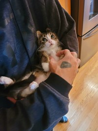 Kucing menjadi salah satu hewan yang menggemarska, seperti deretan foto berikut ini. Nah kira-kira kucing detikers di rumah lebih lucu dan imut nggak nih?