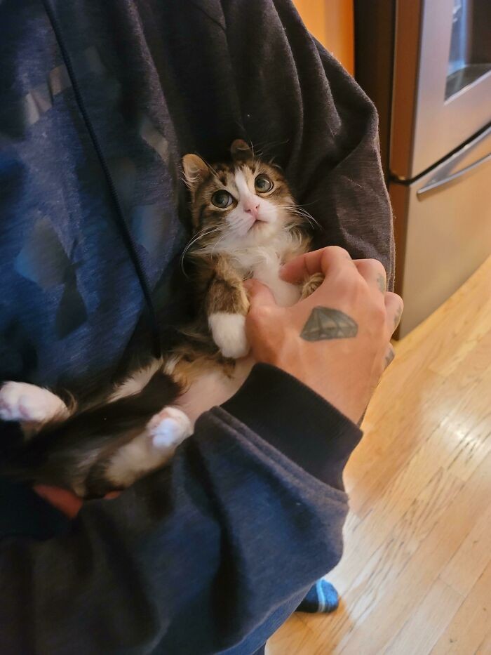 Kucing menjadi salah satu hewan yang menggemarska, seperti deretan foto berikut ini. Nah kira-kira kucing detikers di rumah lebih lucu dan imut nggak nih?