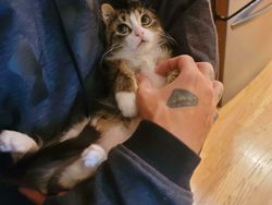 Kucing Kalian Gemesin Kayak Deretan Foto Ini Nggak, Berani Diadu?
