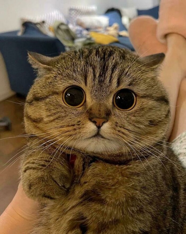Kucing menjadi salah satu hewan yang menggemarska, seperti deretan foto berikut ini. Nah kira-kira kucing detikers di rumah lebih lucu dan imut nggak nih?