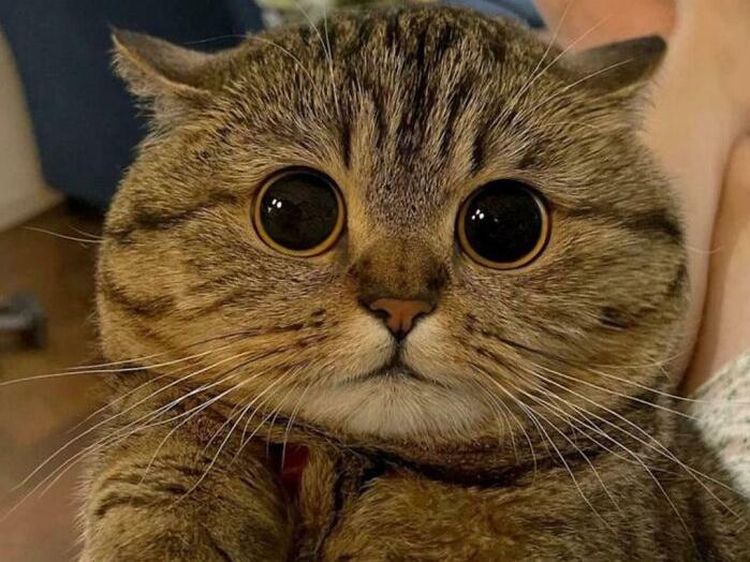Kucing Kalian Gemesin Kayak Deretan Foto Ini Nggak, Berani Diadu?