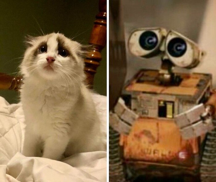 Kucing menjadi salah satu hewan yang menggemarska, seperti deretan foto berikut ini. Nah kira-kira kucing detikers di rumah lebih lucu dan imut nggak nih?