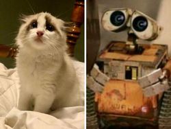 Kucing Kalian Gemesin Kayak Deretan Foto Ini Nggak, Berani Diadu?