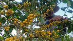 Melihat Panen Kopi Arabika di Lereng Gunung Sindoro