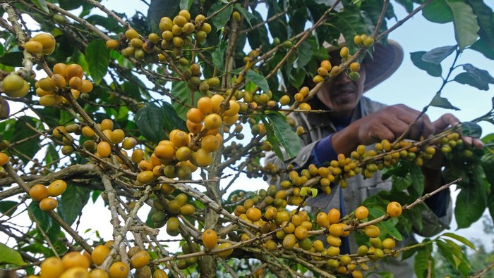 Petani memanen kopi Arabika kulit kuning di perladangan kawasan lereng gunung Sindoro desa Kwadungan, Kledung, Temanggung, Jawa Tengah , Sabtu (13/5/2023). Menurut petani hasil panen kopi Arabika dua tahun terakhir kurang baik akibat anomali cuaca, saat ini harga kopi Arabika cukup tiggi yaitu berkisar Rp13 ribu - Rp15 ribu per kilogram biji kopi basah di tingkat petani. ANTARA FOTO/Anis Efizudin/hp.