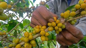 Melihat Panen Kopi Arabika di Lereng Gunung Sindoro