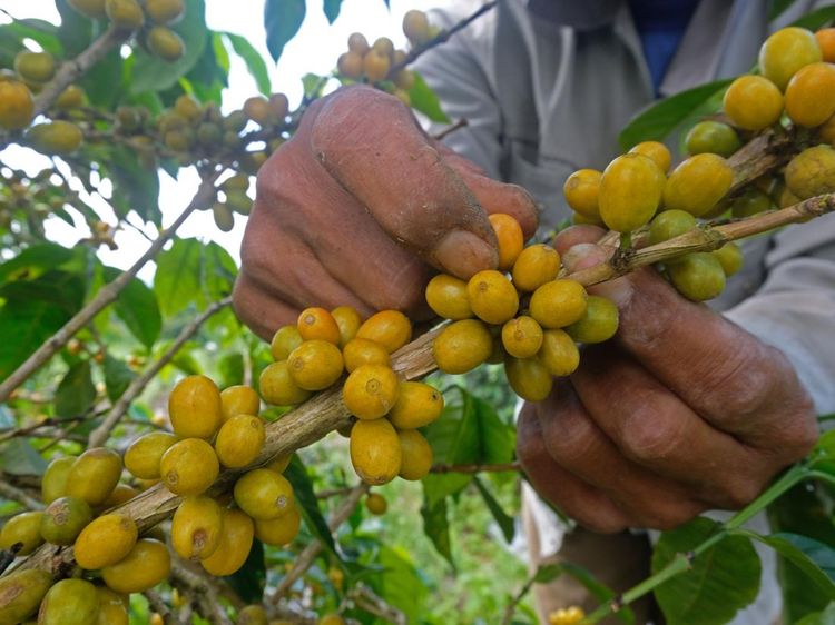 Melihat Panen Kopi Arabika di Lereng Gunung Sindoro