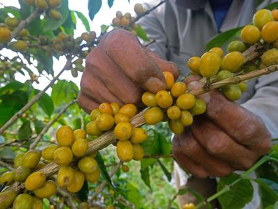 Melihat Panen Kopi Arabika di Lereng Gunung Sindoro