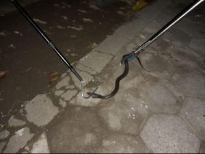 Hii! 2 Ular Kobra Jawa Nongol di Rumah Warga Bantul
