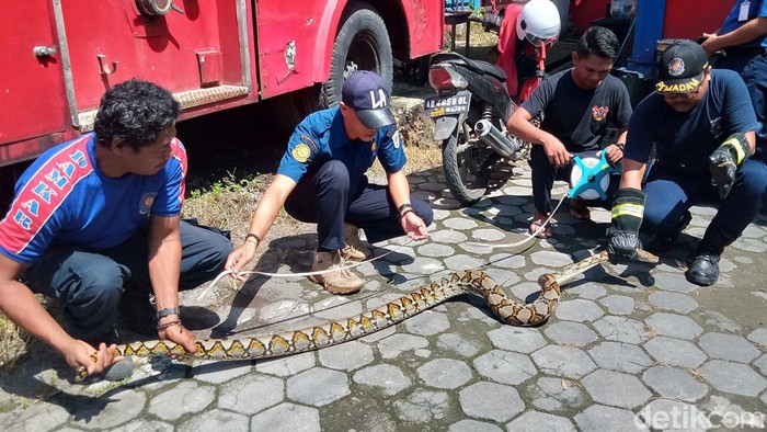 Piton sepanjang 3,2 meter diamankan di markas Damkar Pemkab Klaten, Sabtu (13/5/2023).