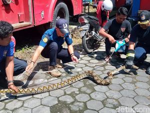 Ular Piton 3,2 Meter Ditangkap di Atap Kandang Ayam Jatinom Klaten