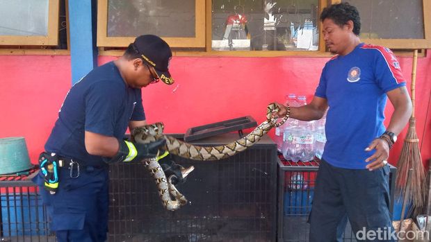 Piton sepanjang 3,2 meter diamankan di markas Damkar Pemkab Klaten, Sabtu (13/5/2023).