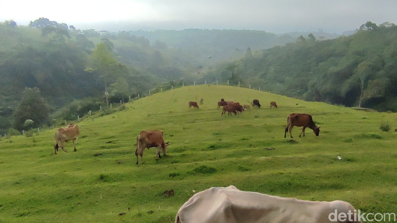 Sapi-sapi berkeliaran di objek wisata mini ranch sapi Pasundan
