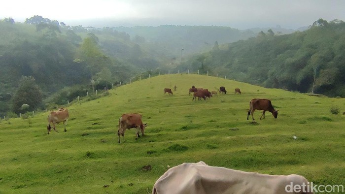 Sapi-sapi berkeliaran di objek wisata mini ranch sapi Pasundan