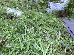 Tak Kuat Nanjak, Truk Muatan Pupuk Terperosok ke Jurang