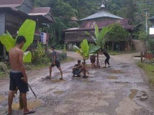 Jalan Poros Polewali-Mamasa Ditanami Pohon Pisang gegara Rusak Parah