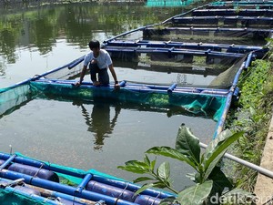 Cuan Menggiurkan Lewat Budidaya Ikan Koi di Kolam Retensi Bandung