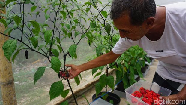 Petani Mojokerto Budi Daya Carolina Reaper, Cabai Terpedas di Dunia