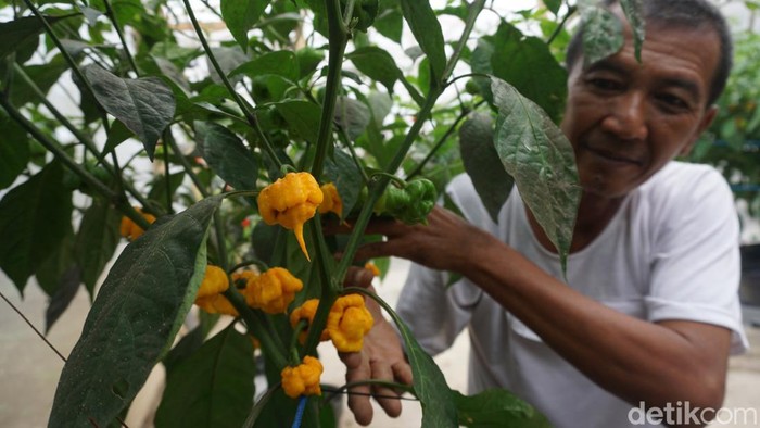 Petani Mojokerto Budi Daya Carolina Reaper, Cabai Terpedas di Dunia
