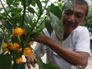 Wow! Petani Mojokerto Budi Daya Cabai Terpedas di Dunia, Harga Rp 1,2 Juta/Kg