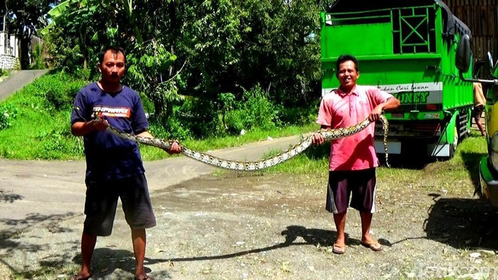 Ular piton sepanjang 4 meter di Desa Sered, Kecamatan Madukara, Banjarnegara. Foto diunggah Minggu (14/5/2023).
