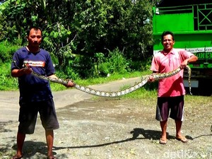 Ular Piton 4 Meter Ditangkap Warga di Selokan Sered Banjarnegara