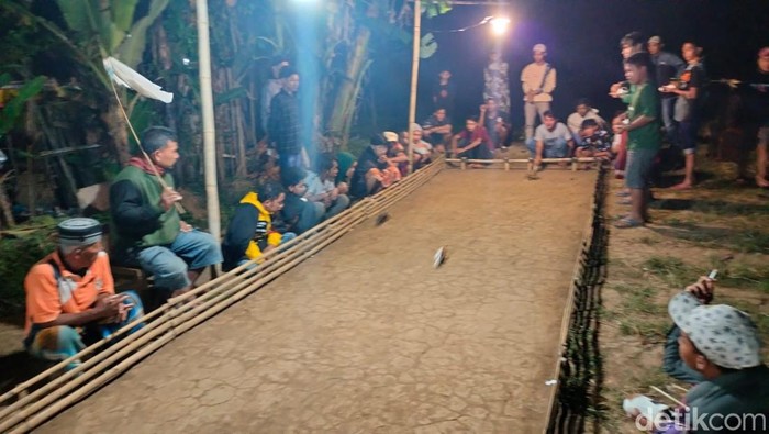 balap marmut probolinggo