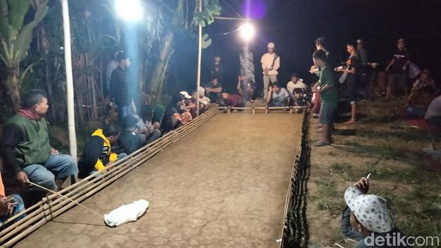 balap marmut probolinggo