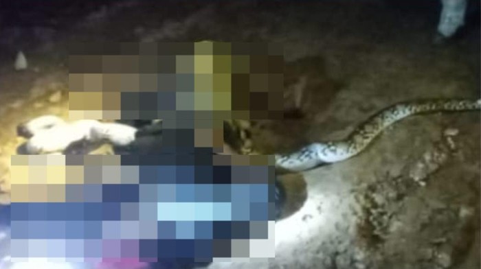 Pemburu ular di Banjar, Kalsel, tewas mengenaskan diliit ular piton 4 meter. Dokumen Istimewa