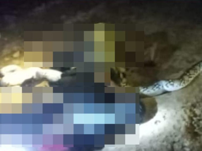 Pemburu ular di Banjar, Kalsel, tewas mengenaskan diliit ular piton 4 meter. Dokumen Istimewa