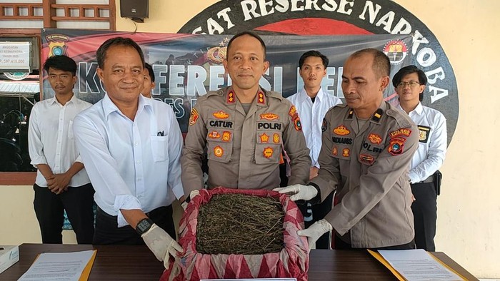 Barang bukti ganja yang diamankan. (Dok Polres Bangka Barat)