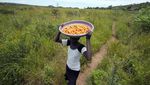 Berburu Bahaya Jamur Liar di Zimbabwe