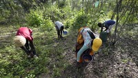 Warga Harare, Beauty Waisoni (46), adalah salah seorang perempuan pemburu jamur liar. Sejak kecil, ia begitu akrab dengan perburuan jamur liar. Ia pergi bersama putrinya, Beverly (13) menuju hutan sejauh 15 kilometer di setiap pagi. Mereka membawa keranjang serta pisau untuk berburu jamur.