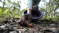 Seorang perempuan memetik jamur di hutan di pinggiran Harare, Zimbabwe, dalam foto yang diambil pada Jumat, 24 Februari 2023. Musim hujan jadi waktu terbaik bagi masyarakat Zimbabwe untuk berburu jamur liar. Jamur ini dinikmati sebagai makanan sekaligus mata pencaharian masyarakat.
