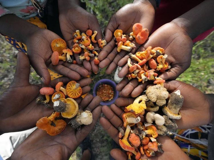 Berburu Bahaya Jamur Liar di Zimbabwe