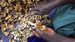 Berburu Bahaya Jamur Liar di Zimbabwe